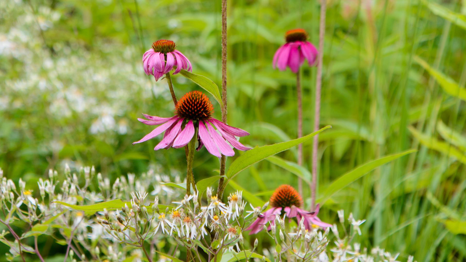 blommor i park