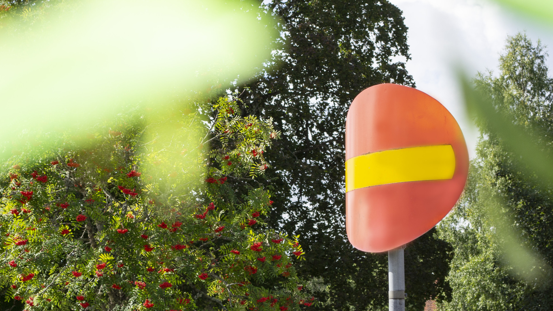 Trafikmärket enkelriktat framför ett rönnbärsträd.