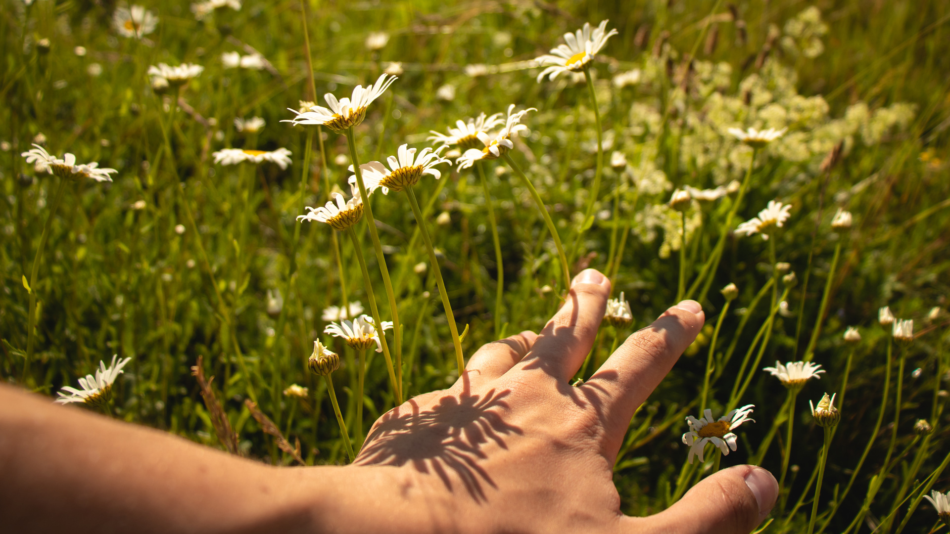 En hand drar fingrarna genom blommor och högt gräs.
