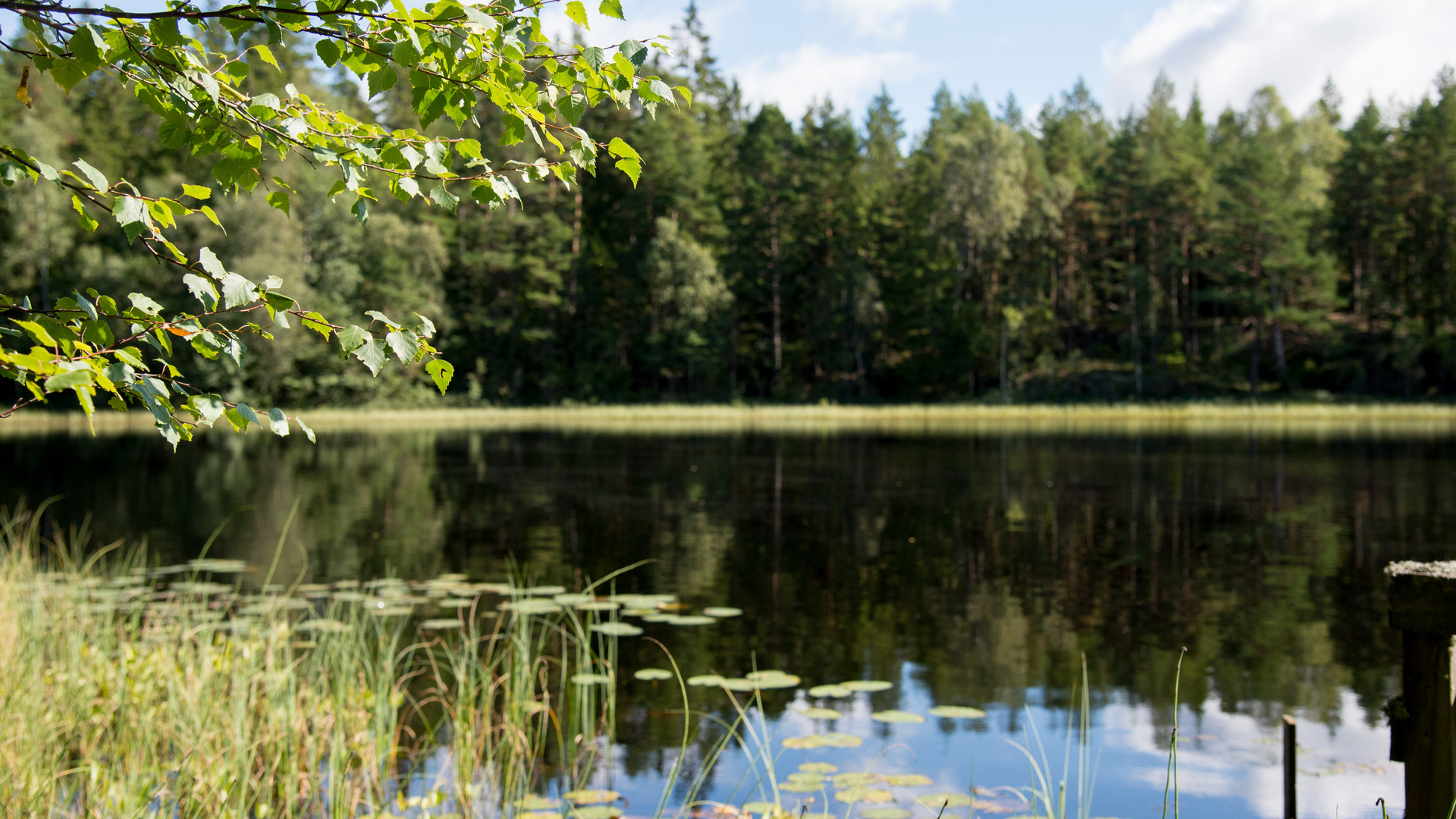 bild på en sjö med näckrosor i sjön träd i bakgrunden